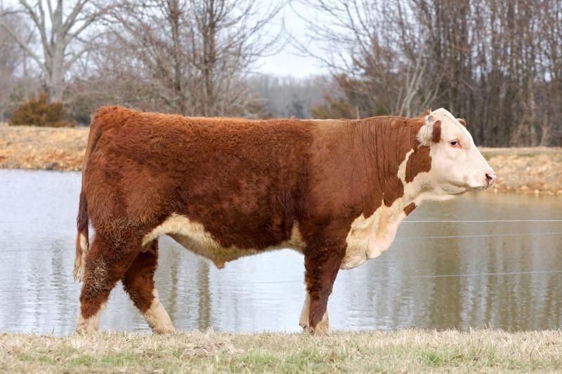 Brown-and-white cow standing by a pond in a grassy field