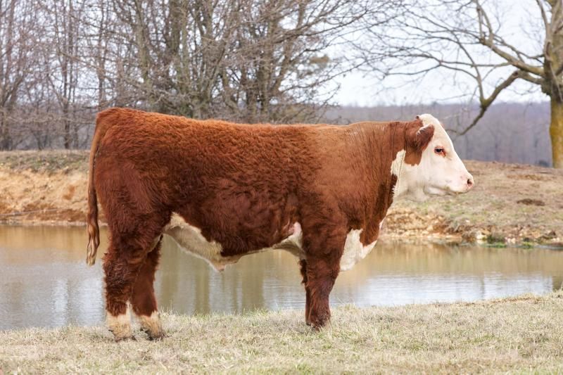 Brown-and-white cow standing by a pond in a grassy field with bare trees in the background
