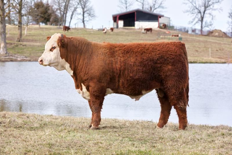 Brown cow standing by a pond with a barn and cattle in the background