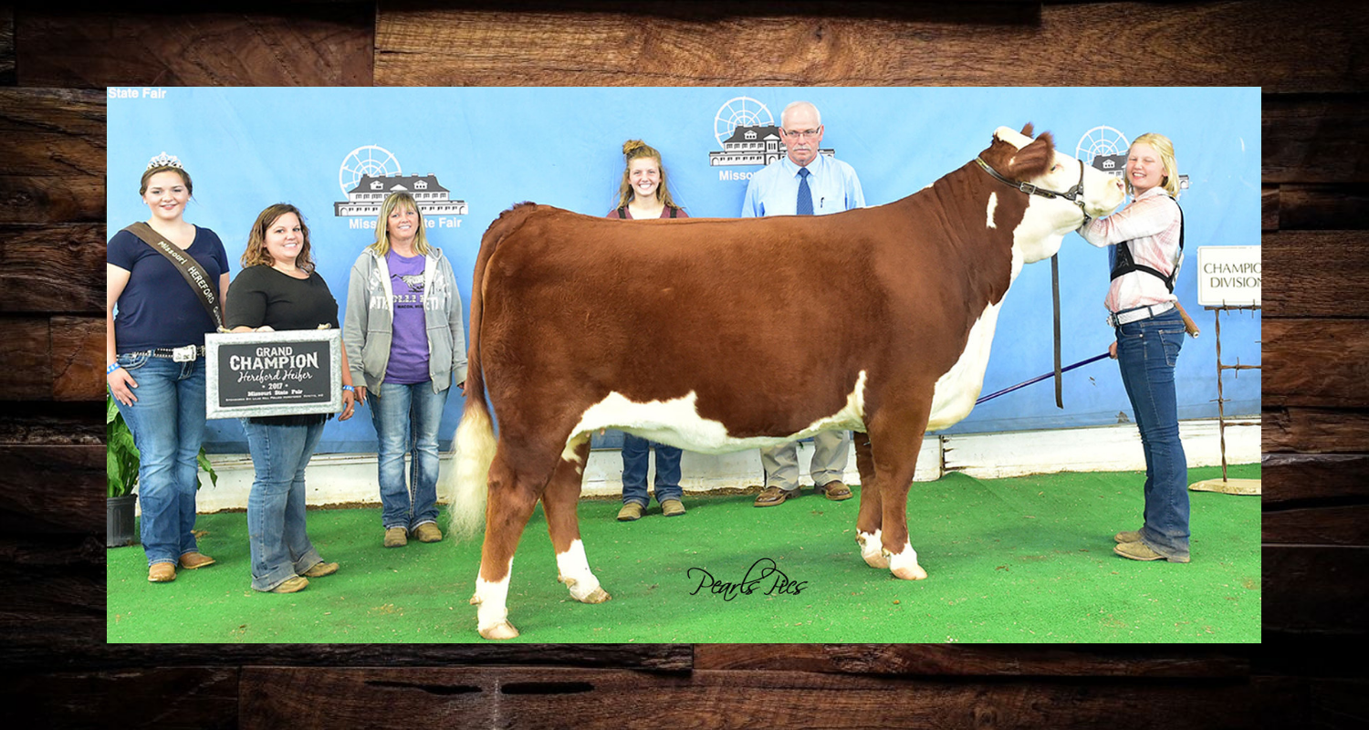 Brown-and-white cow posed with handlers at a livestock show, standing on green turf before a blue backdrop