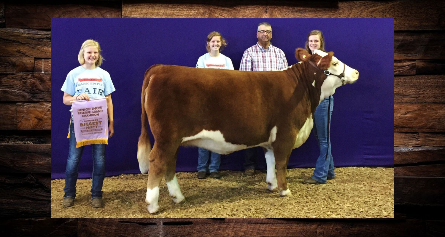 Cow shown at a livestock show with three people standing behind it on a blue backdrop.