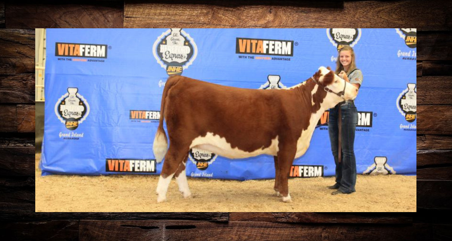 Brown-and-white cow with handler on a show ring stage, in front of a blue Vitern backdrop.