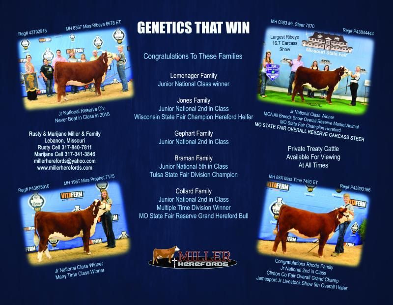 “Genetics That Win” cattle show flyer with trophy photos and white text on a blue background