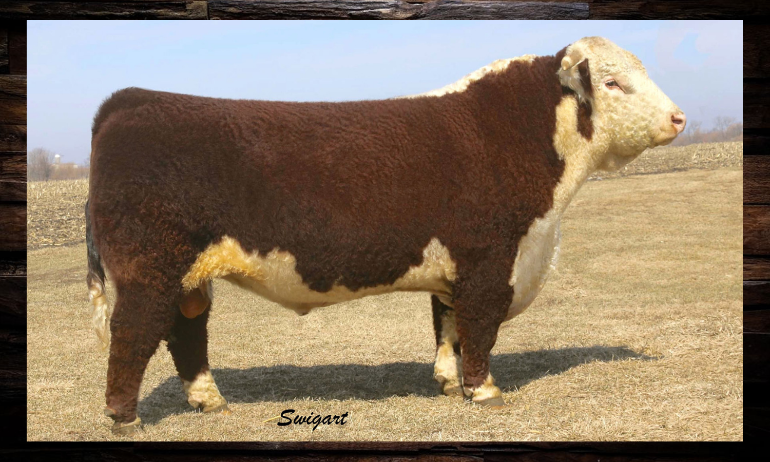 Brown-and-white Hereford cow standing in profile on dry grass