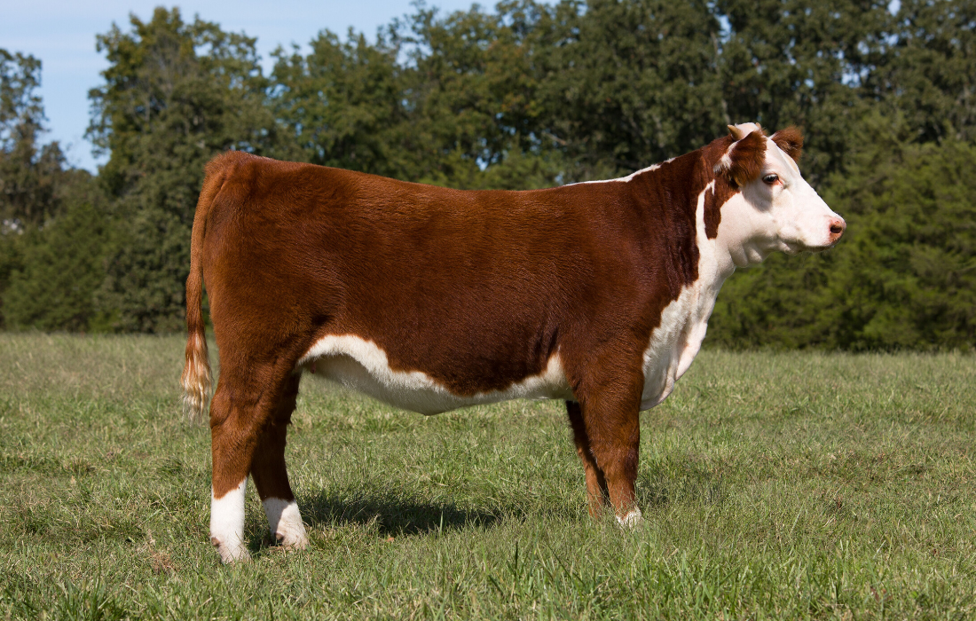 Brown and white cow standing in a grassy field with trees in the background