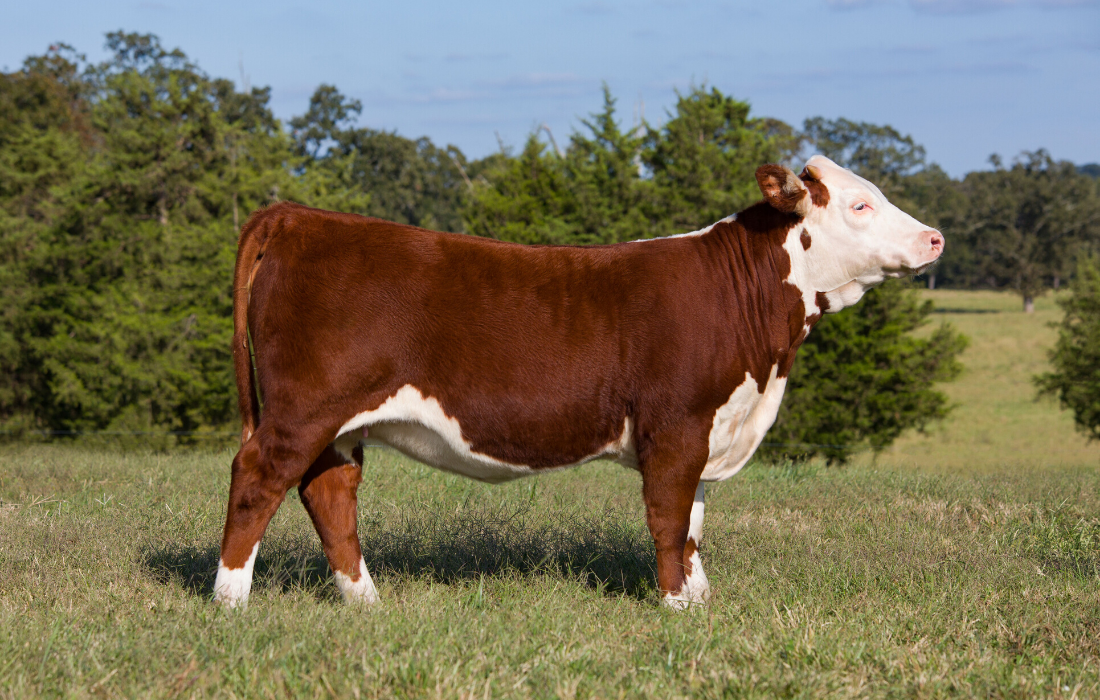 Brown and white cow standing in a grassy field under a blue sky