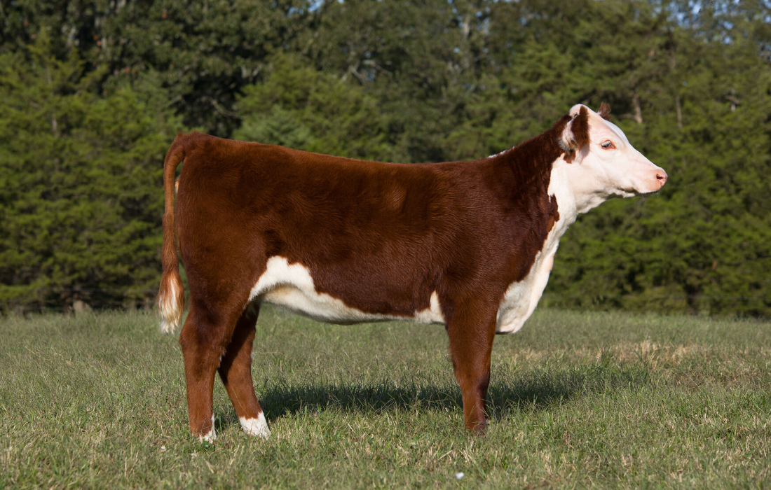 Brown-and-white cow standing in a grassy field with trees in the background