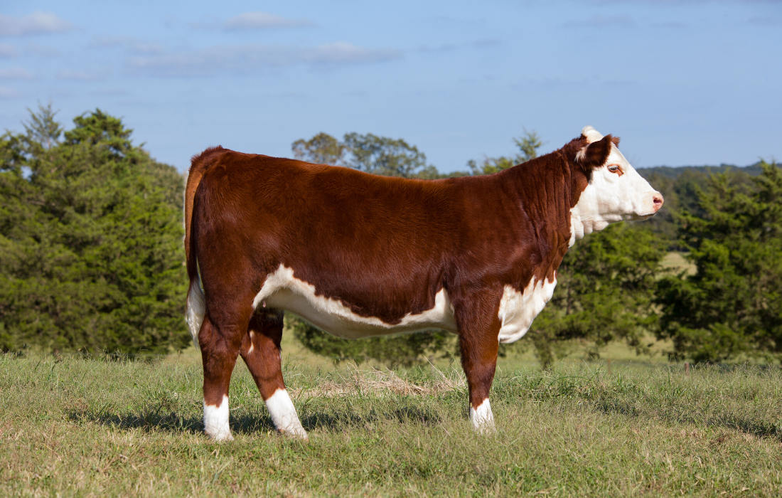 Brown-and-white cow standing in a grassy field with trees in the background