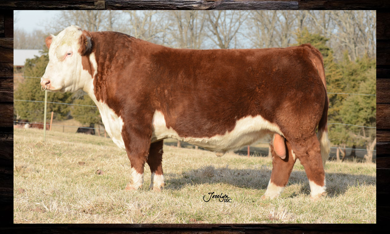Brown and white cow standing in profile on a grassy field with trees in the background
