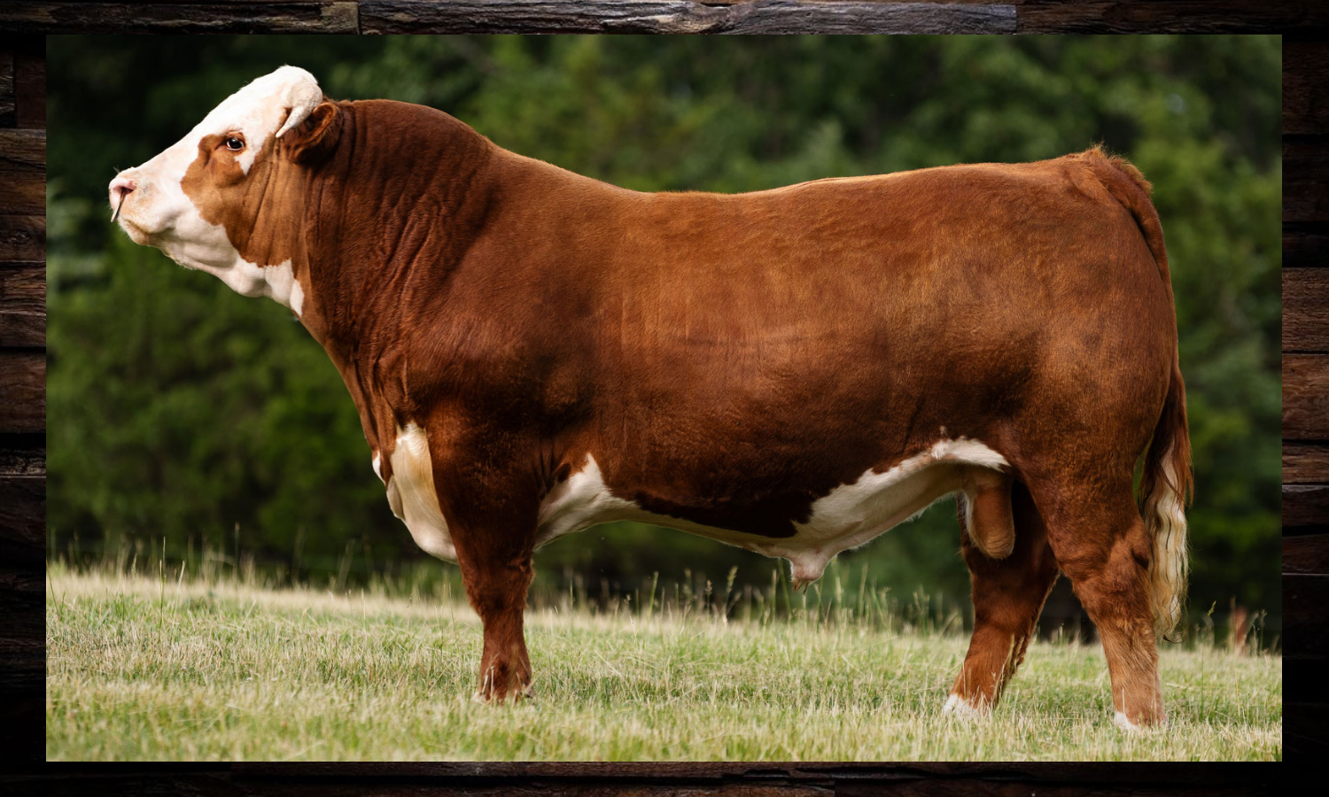 Side-view of a brown-and-white bull standing in grass outdoors