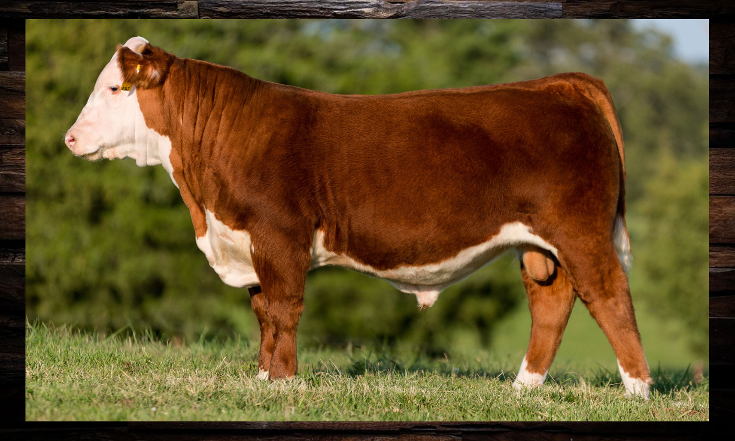 Brown and white cow standing in profile on grass outdoors