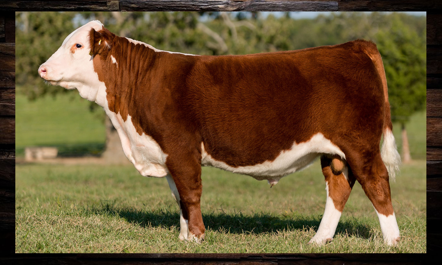 Brown-and-white cow standing in a grassy field, side view