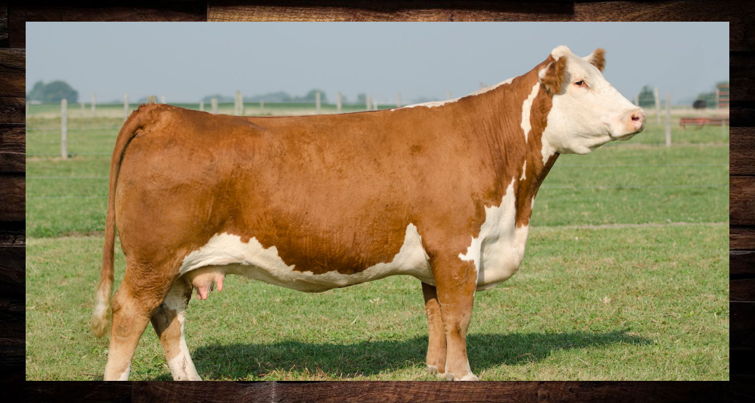 Brown-and-white cow standing in a grassy field, facing right.