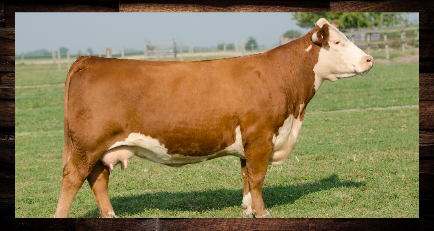 Brown and white cow standing in a grassy field, facing right.