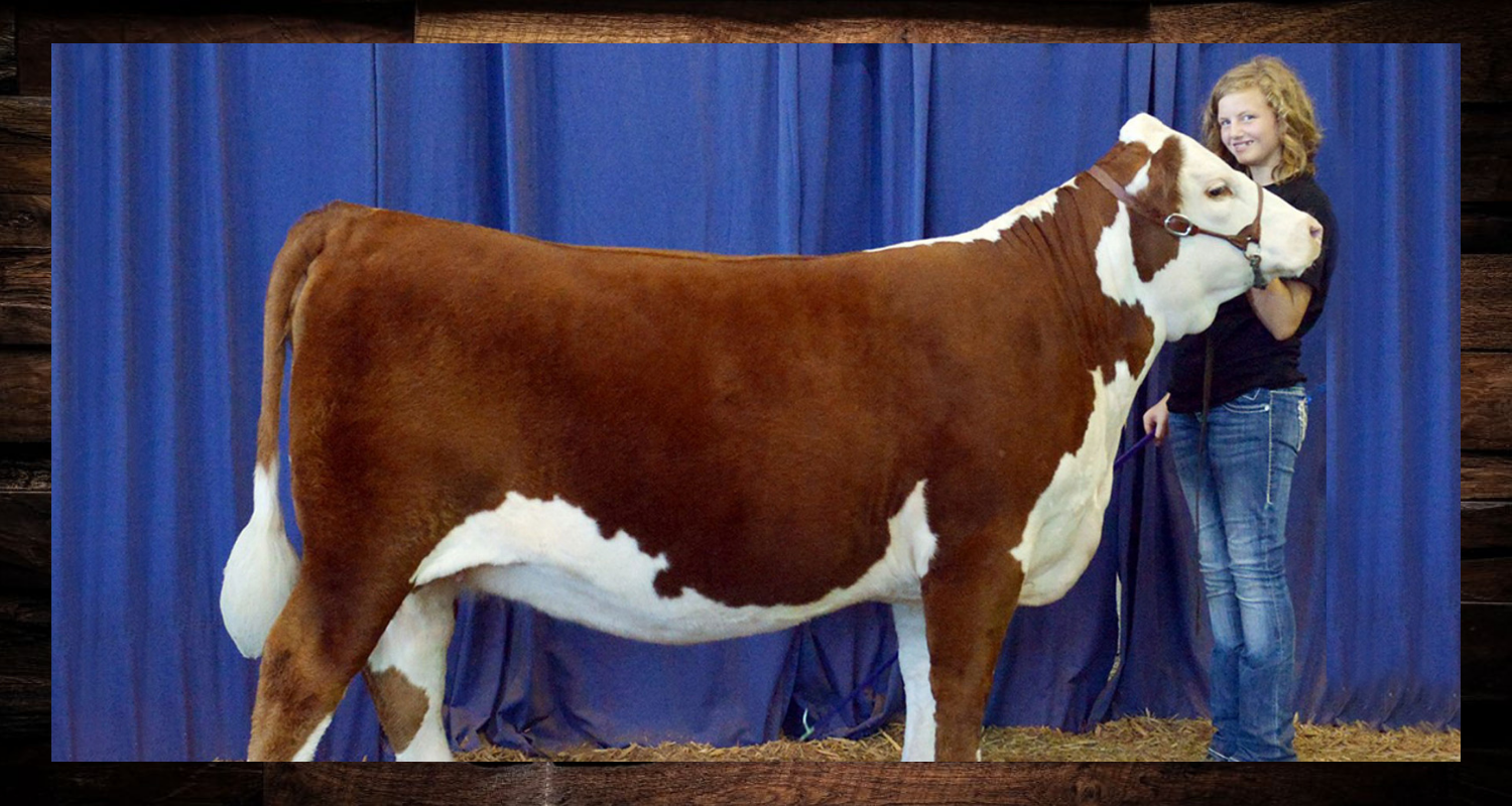 Brown and white cow standing beside a handler in a show ring with blue curtains