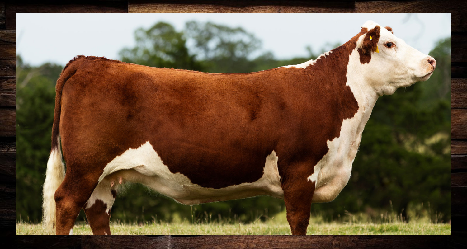 Brown and white cow standing in profile outdoors, facing right.