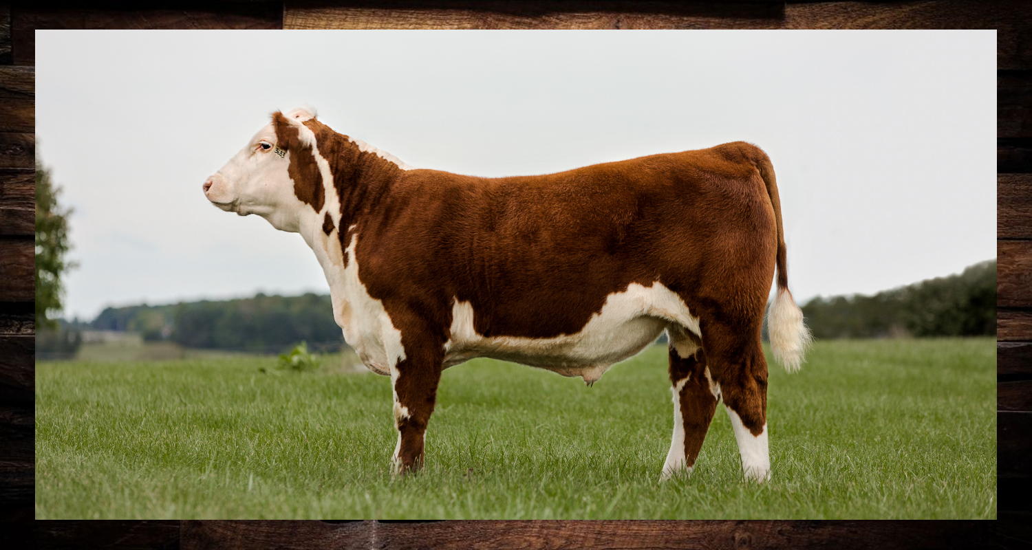 Brown-and-white cow standing in a grassy field under an overcast sky