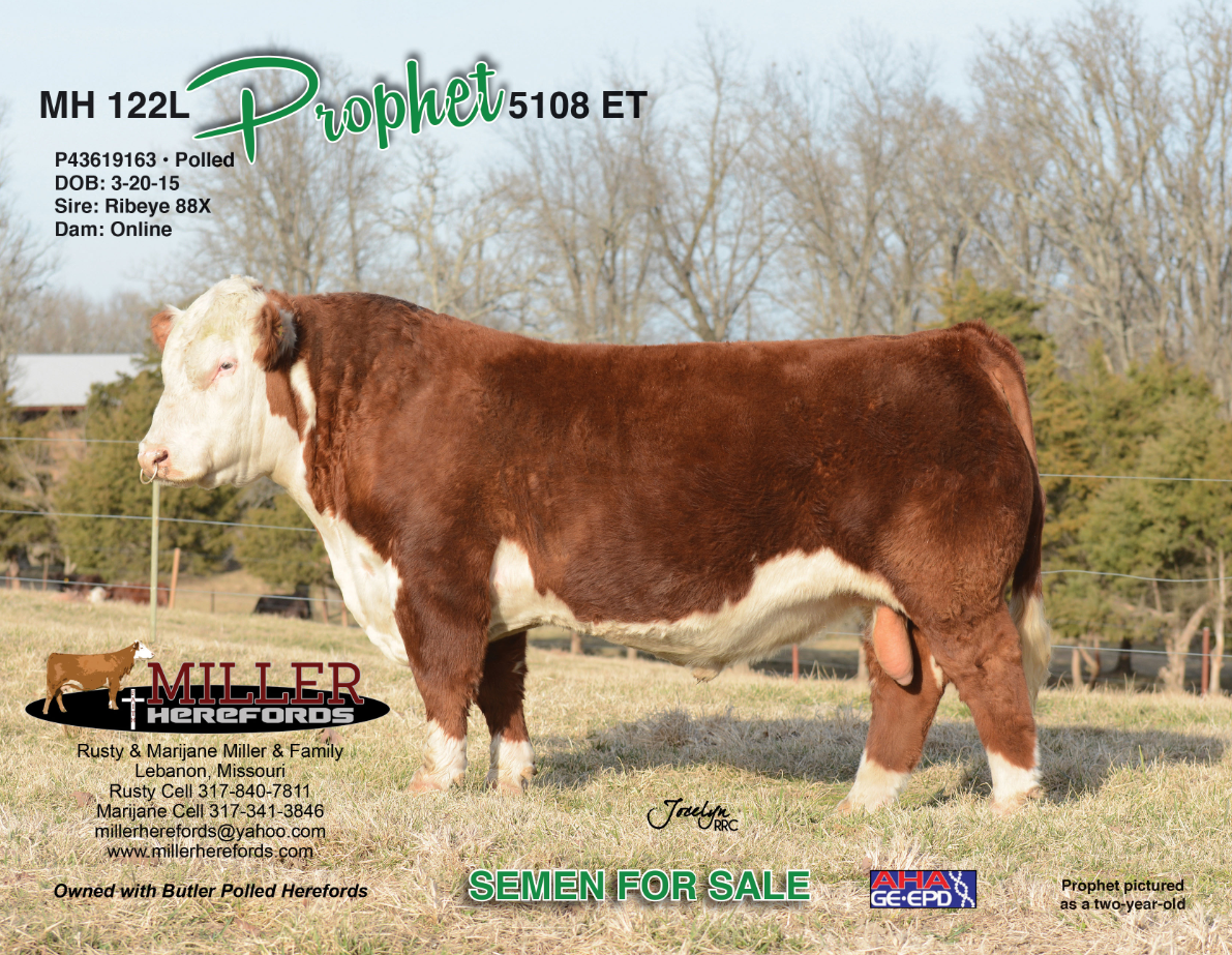 Brown-and-white bull standing in profile in a grassy field with sale text overlaid.