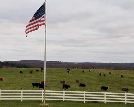 American flag on a pole above a white fence, with cows grazing in a green field under a cloudy sky.