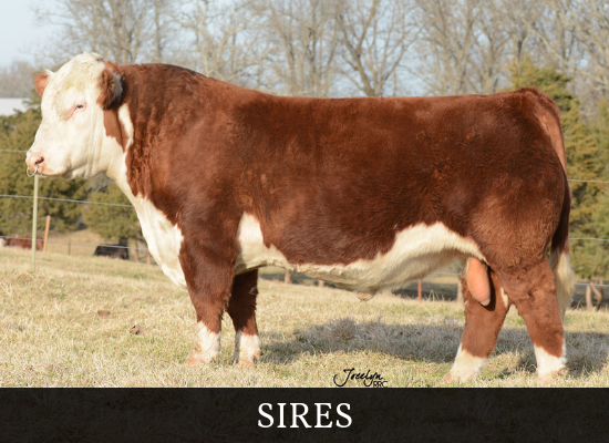 Brown-and-white bull standing in a field, labeled “SIRES” at the bottom.