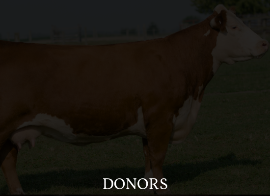 Brown and white cow standing in a field with the word “DONORS” at the bottom