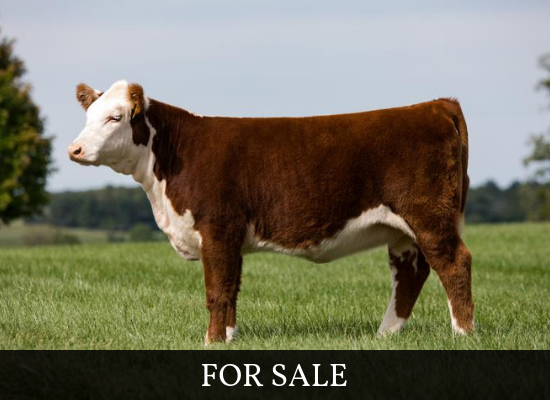 Brown-and-white cow standing in a field with a