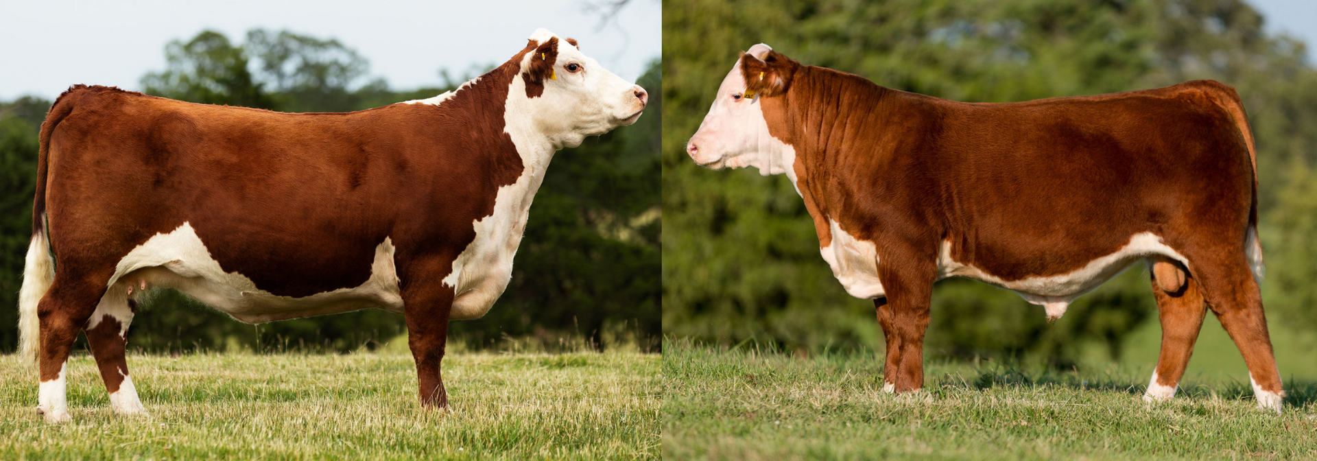 Two brown-and-white cows facing each other in a grassy field