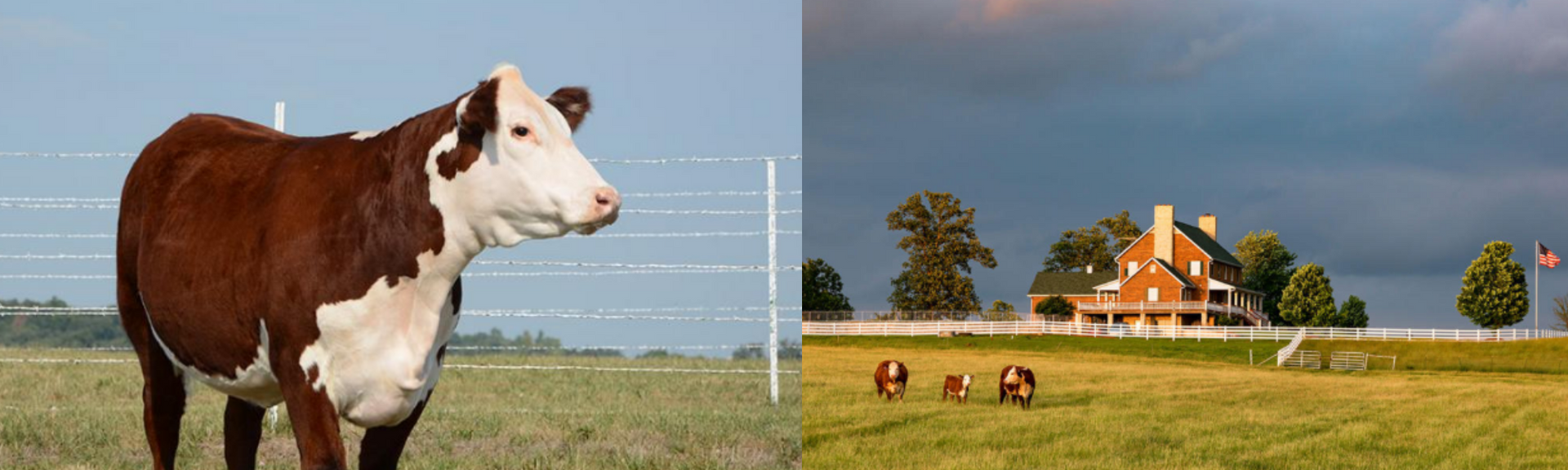 Cow standing in a grassy field beside a farmhouse on a sunny day