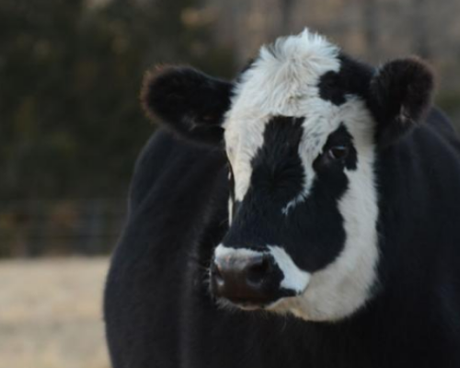 Black-and-white cow with a close-up face, standing outdoors on a blurred field background