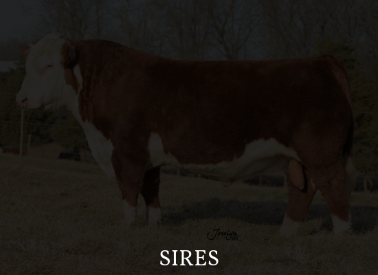 Brown and white bull standing outdoors with the word “SIRES” below