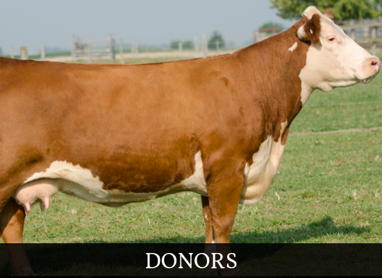 Brown-and-white cow standing in a grassy field with “DONORS” text below