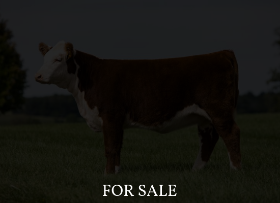 Brown-and-white cow standing in a field with