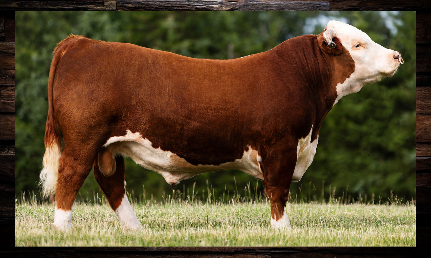 Brown-and-white cow standing in profile on grass, with a blurred green background.