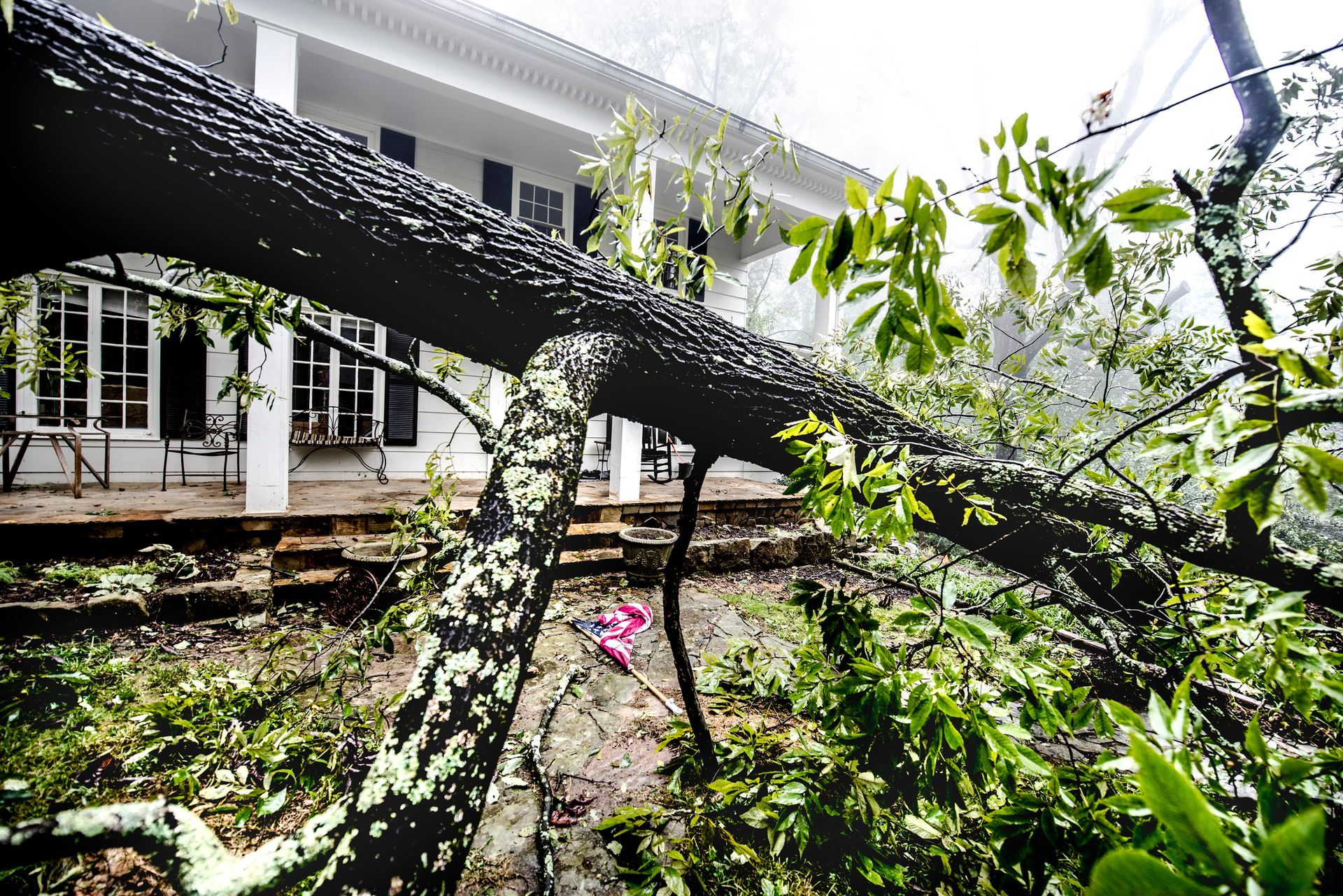 A tree that has fallen in front of a house.