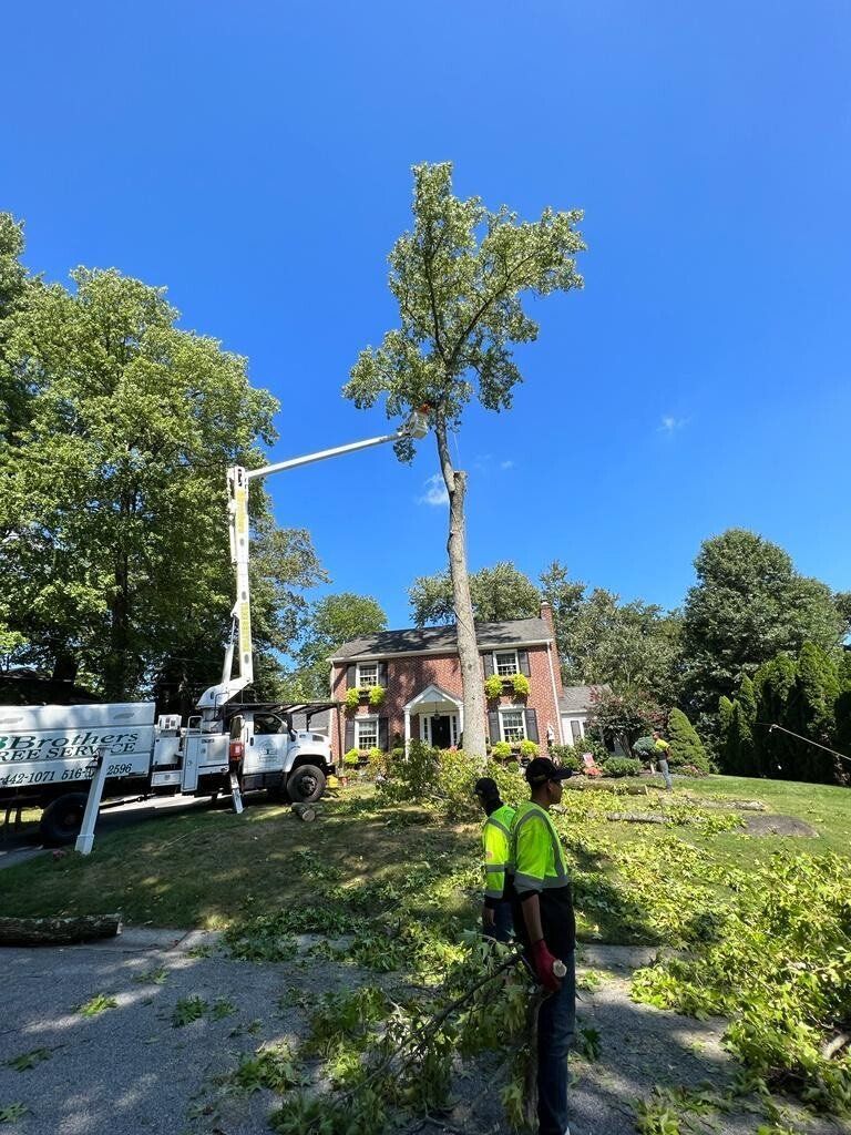 A man is standing in front of a tree that has been cut down.