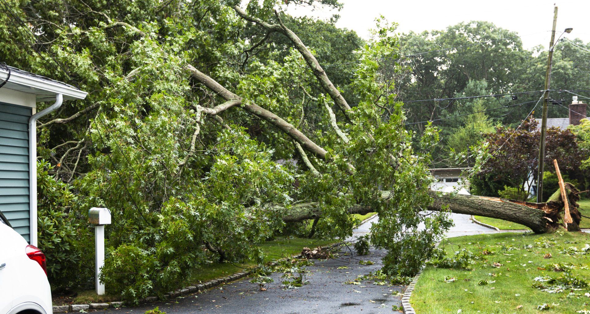 Toppled Over Tree Across Driveway On To House During Storm - New Castle, DE - 3 Brothers Tree Services Toppled Over Tree Across Driveway On To House During Storm - New Castle, DE - 3 Brothers Tree Services