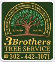 3 Brothers Tree Service 3 Brothers Tree Service