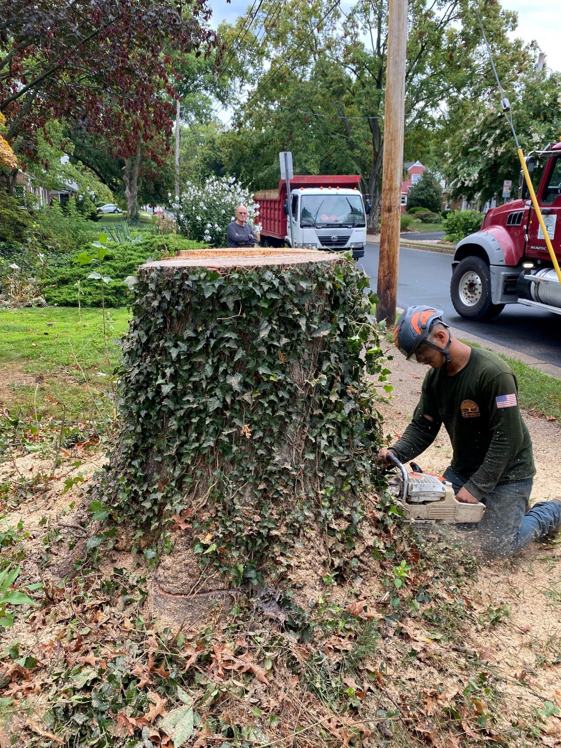 Stump Grinding - New Castle, DE - 3 Brothers Tree Services