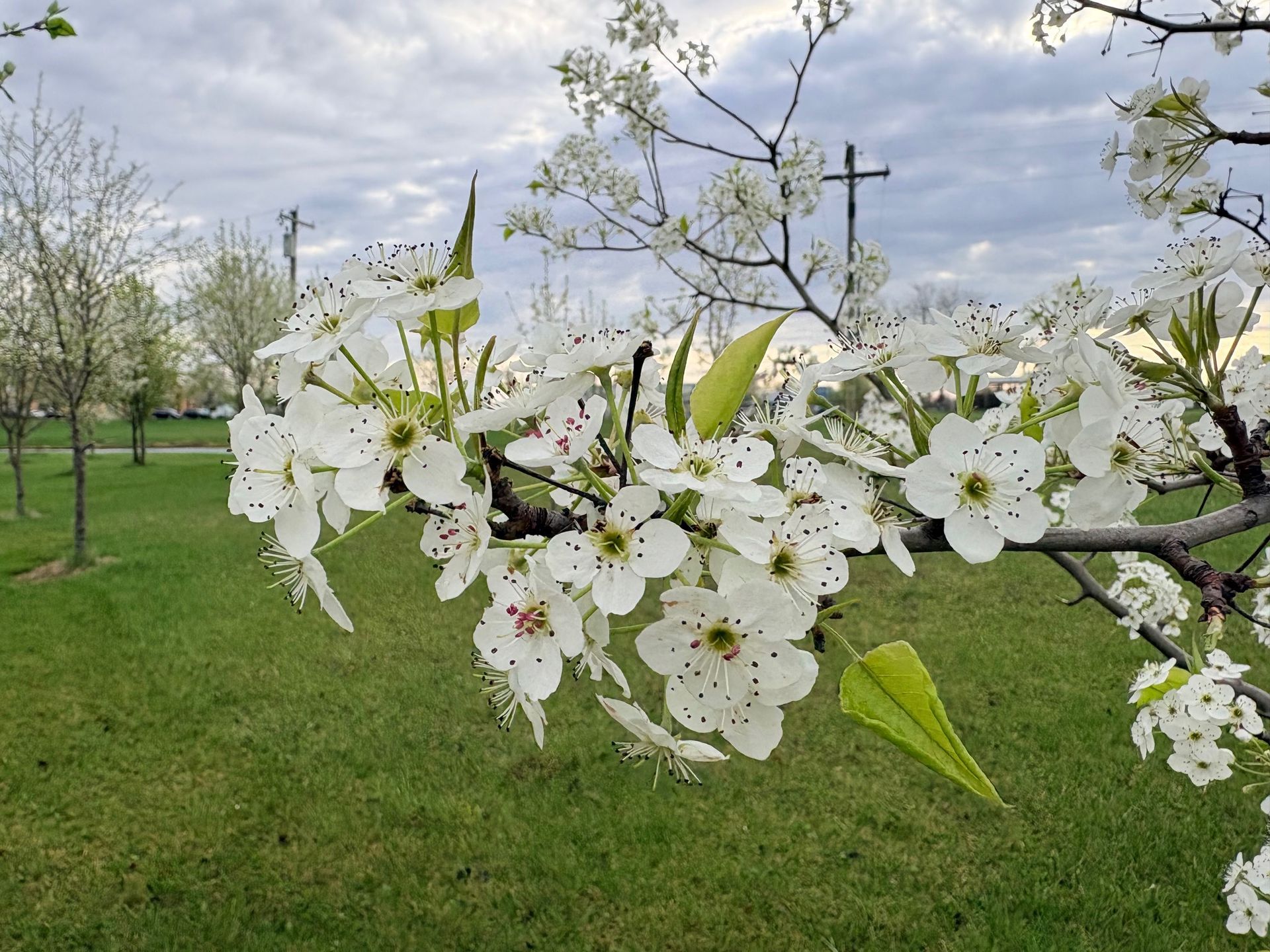 White blossoms on a tree branch in a green orchard under a cloudy sky