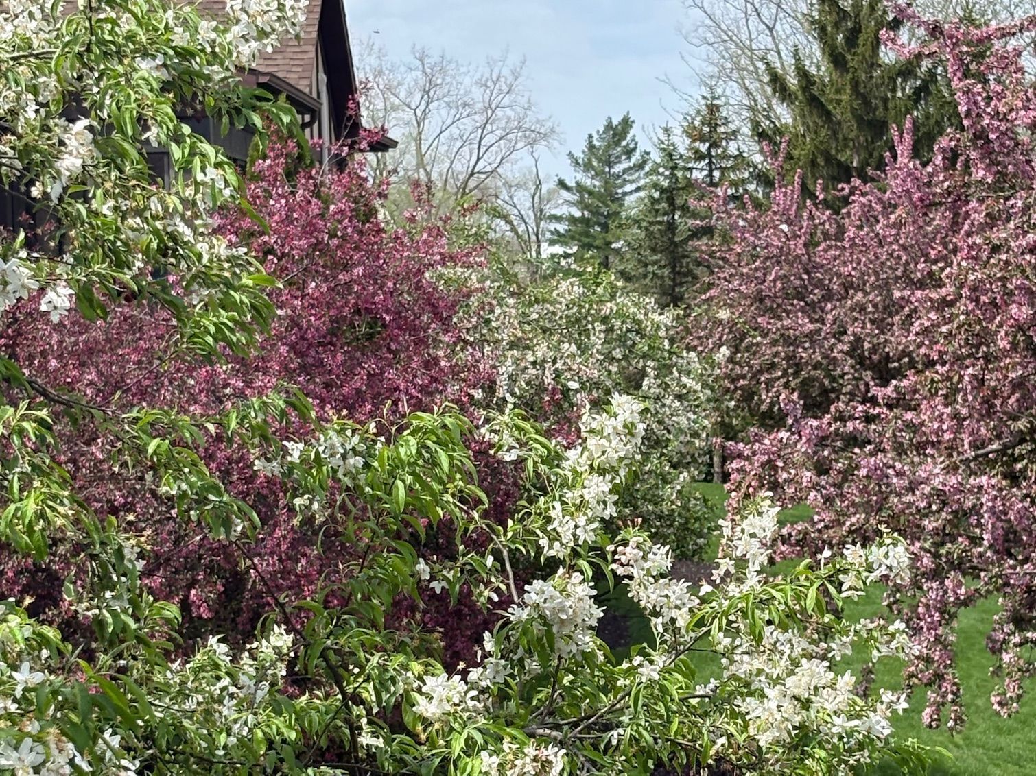 Blooming pink and white flowering shrubs in a sunny garden with green trees behind