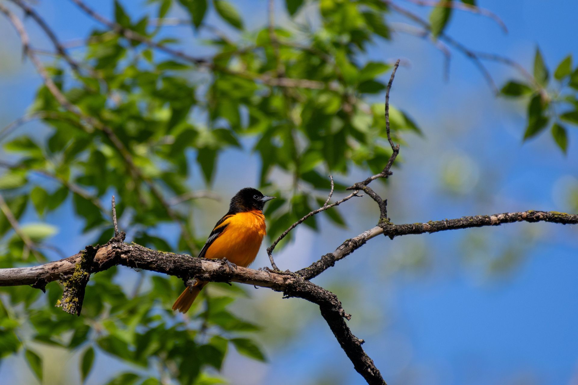 Small orange-and-black bird perched on a tree branch against a blue sky and green leaves