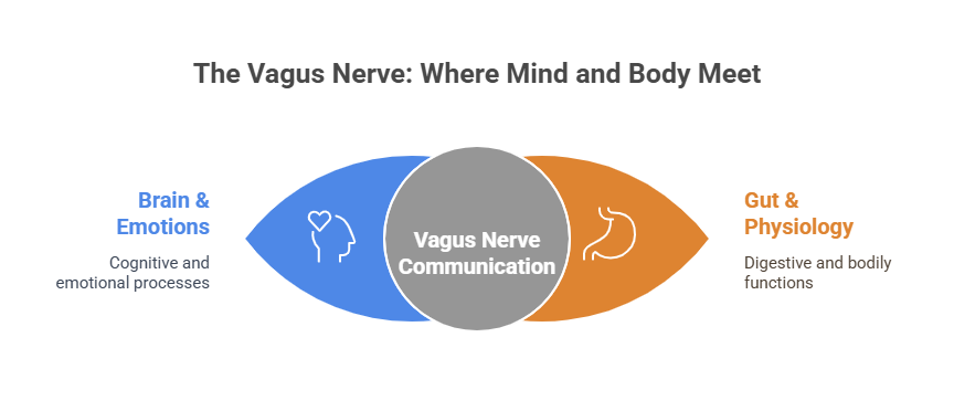Diagram titled “The Vagus Nerve: Where Mind and Body Meet” with blue Brain & Emotions, orange Gut & Physiology, and center Vagus Nerve Communication