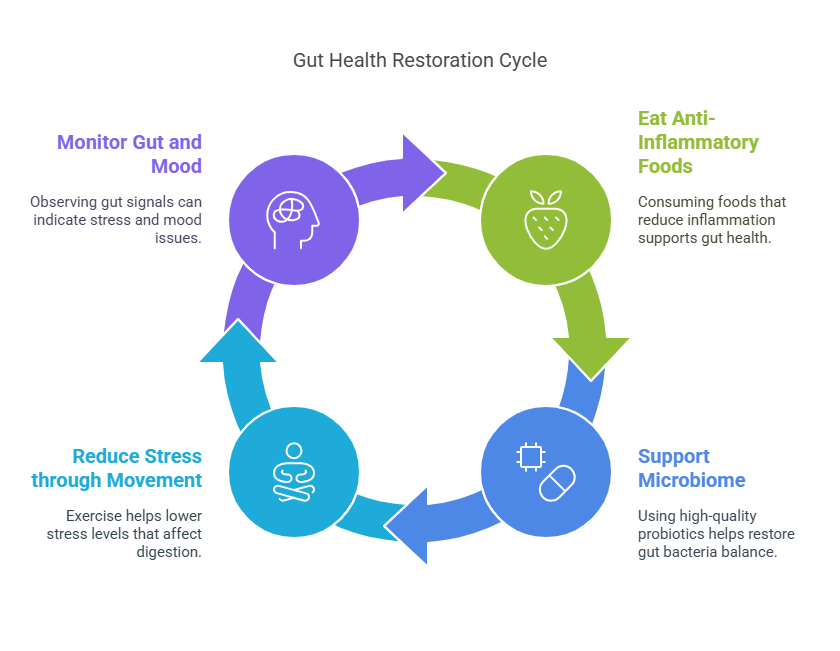Circular infographic of the gut health restoration cycle with four colored steps and icons.