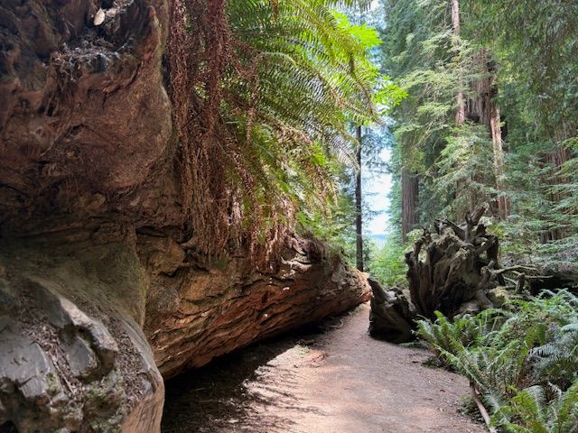 Narrow forest trail winding between massive mossy redwood trunks and ferns
