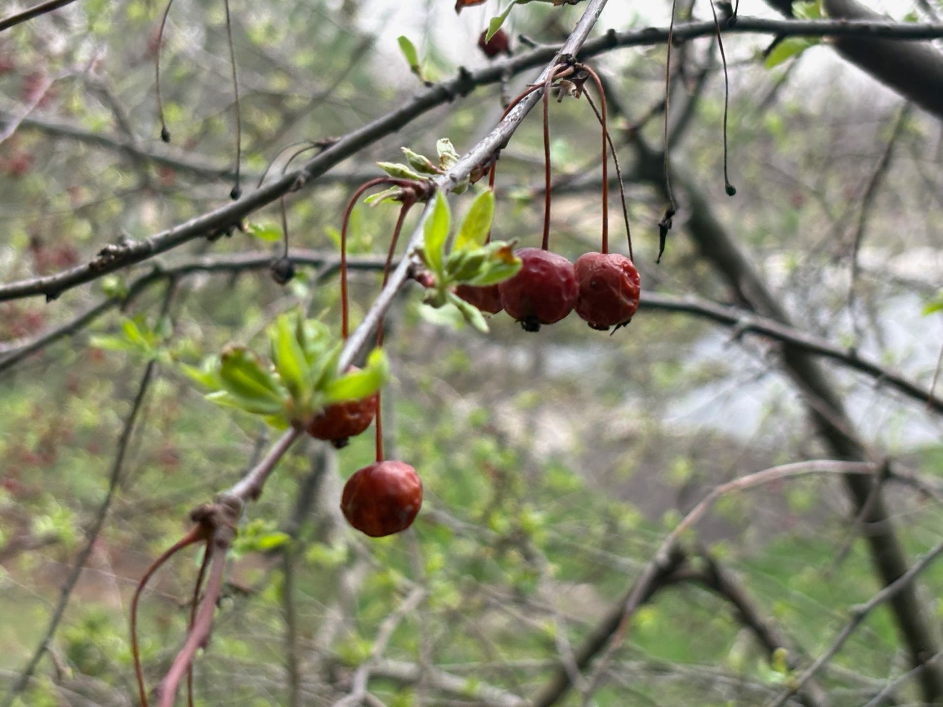 Red berries hanging from bare branches with fresh green leaves in a blurred outdoor setting