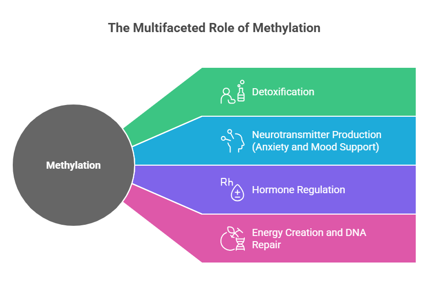 Diagram of methylation’s roles: detoxification, neurotransmitter production, hormone regulation, and energy/DNA repair