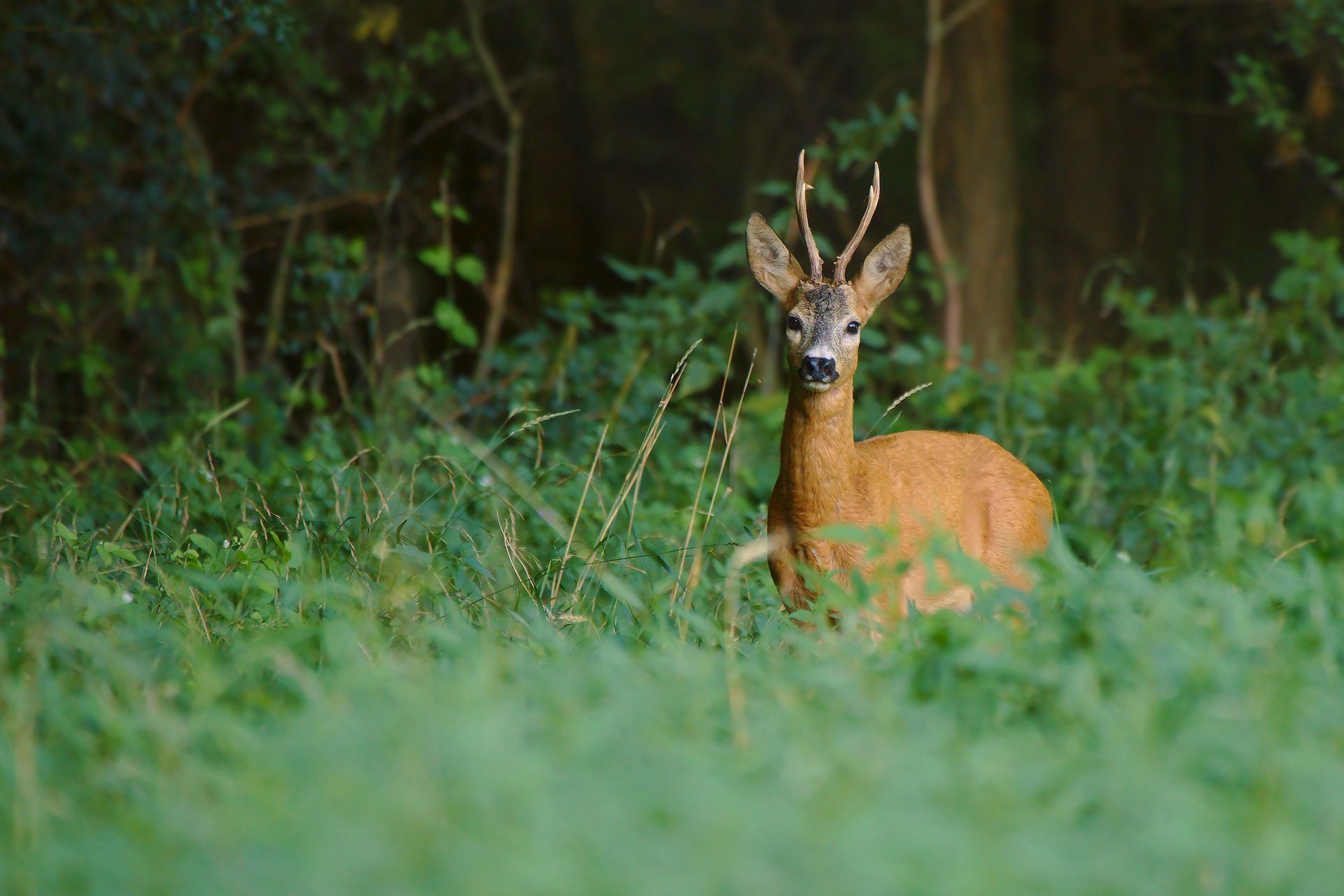 Deer standing in tall green grass in a wooded area.