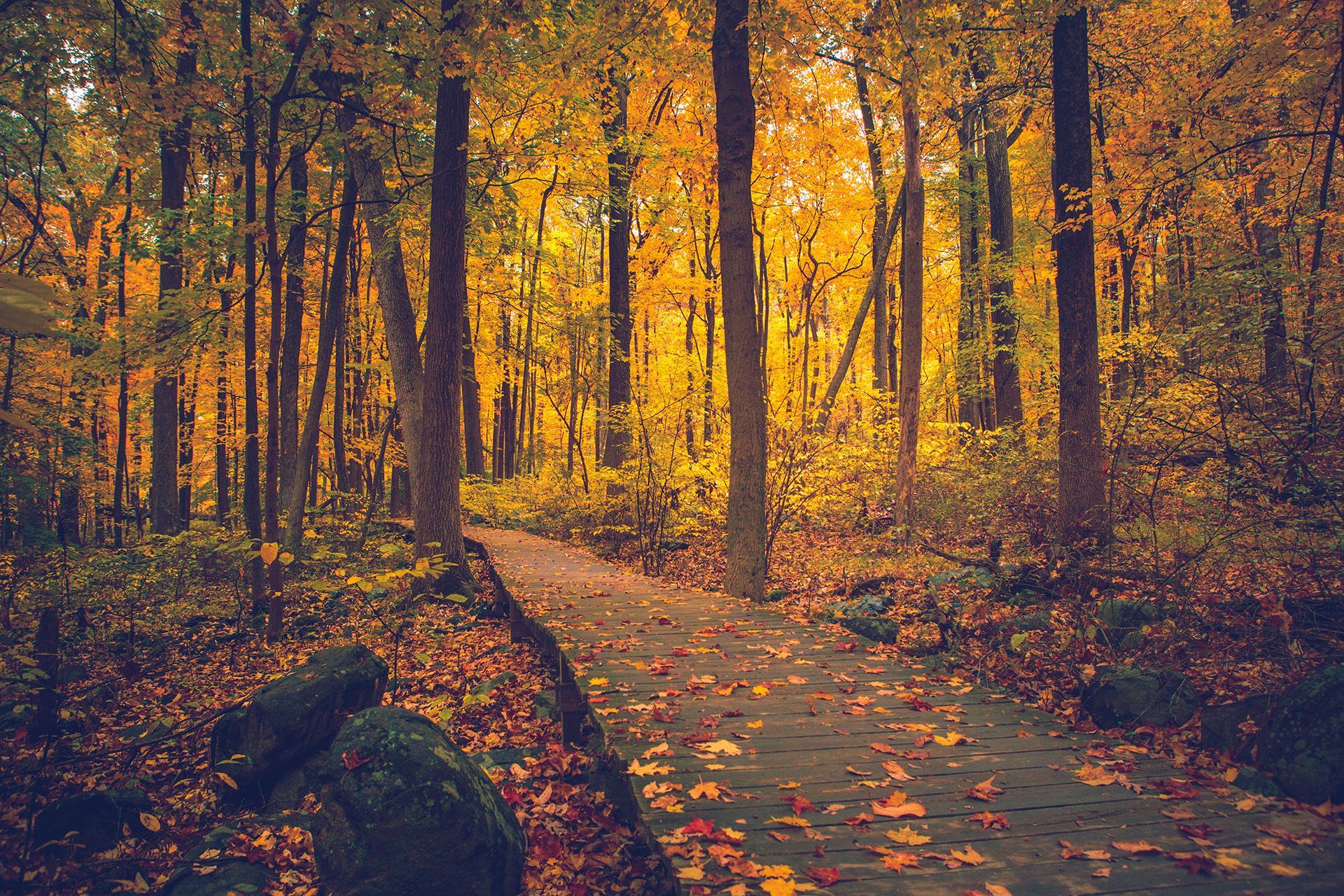 A path in the middle of a forest covered in leaves