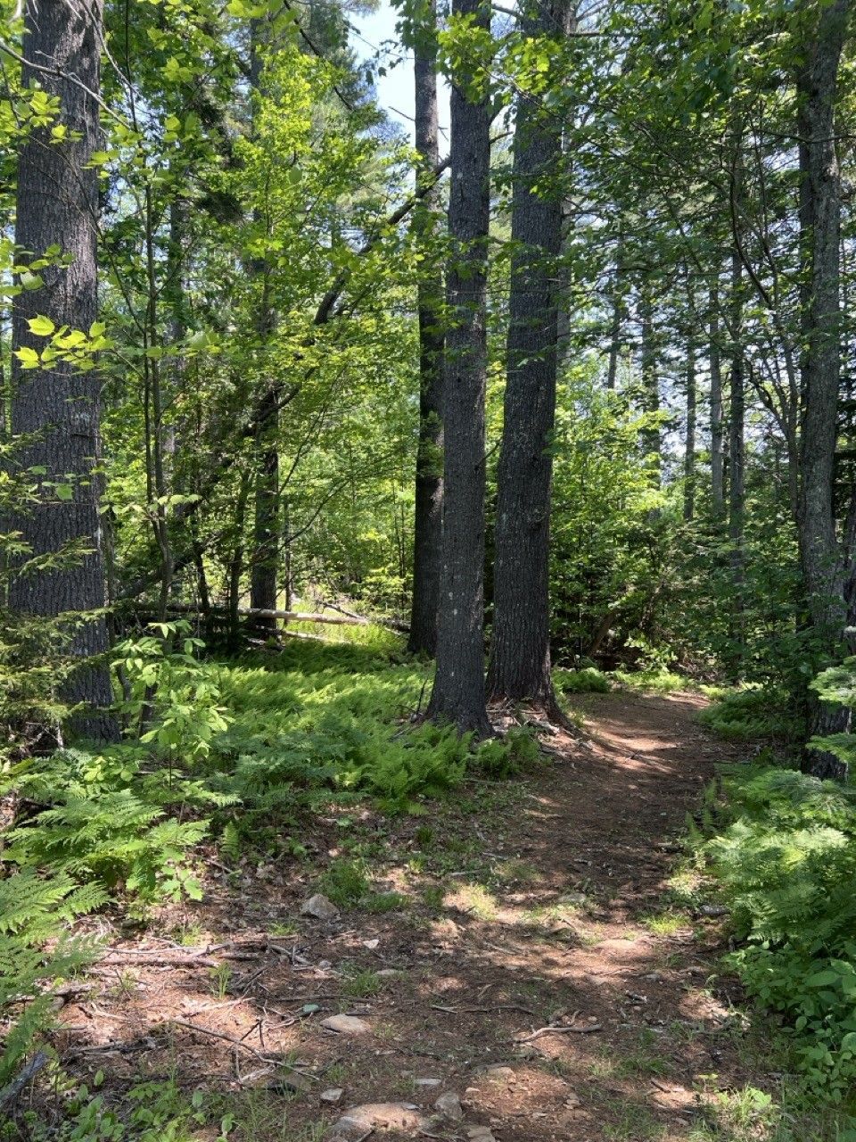 dog hiking