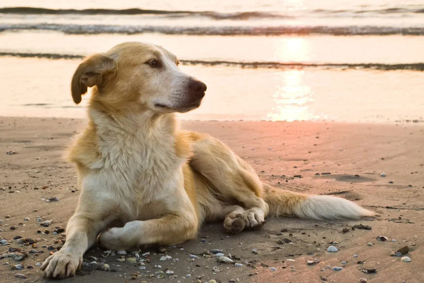 A dog is laying on the beach at sunset.